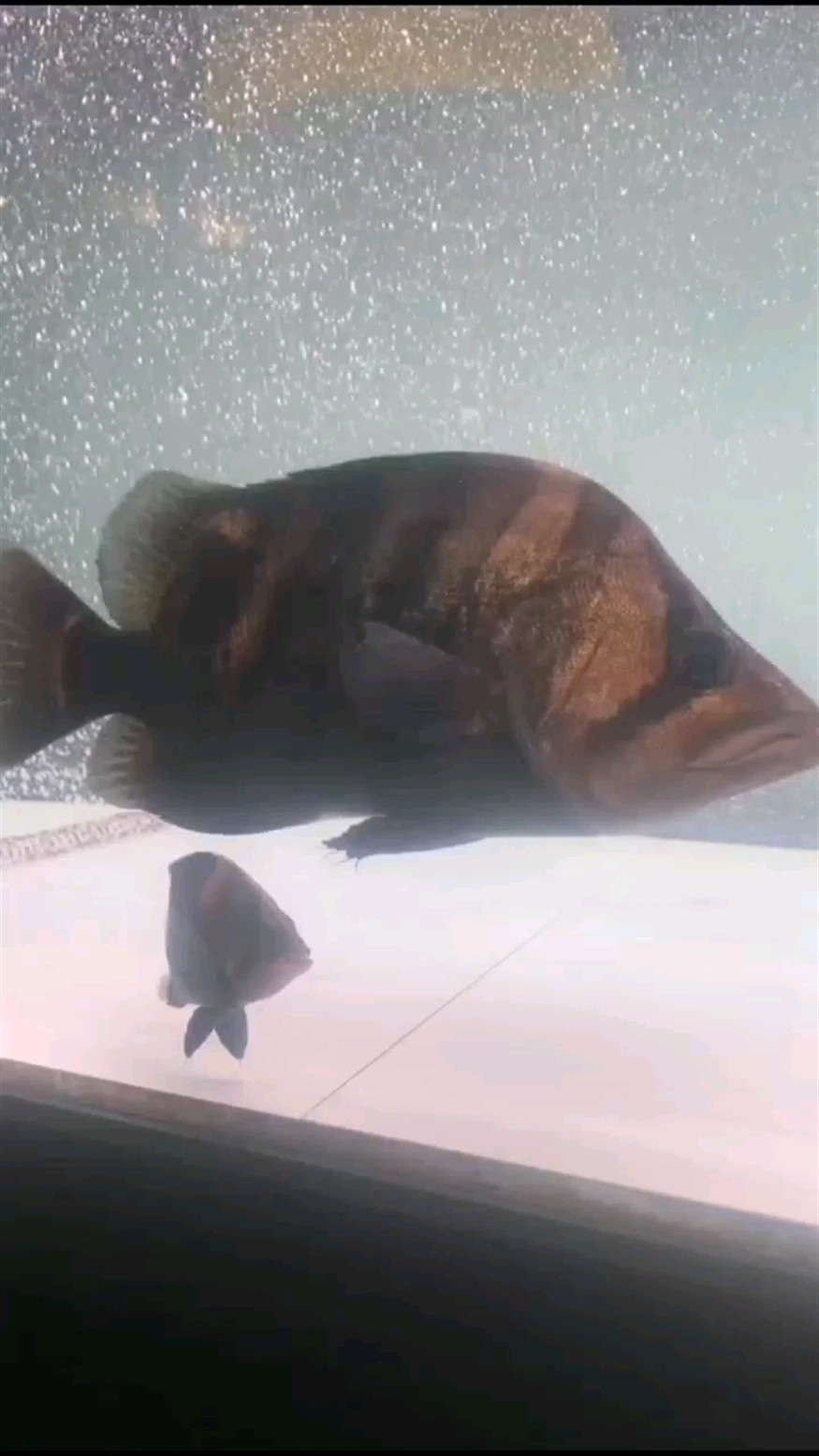 高身虎魚