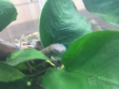 幫我放魚缸：魚缸擺放有什么風(fēng)水講究？