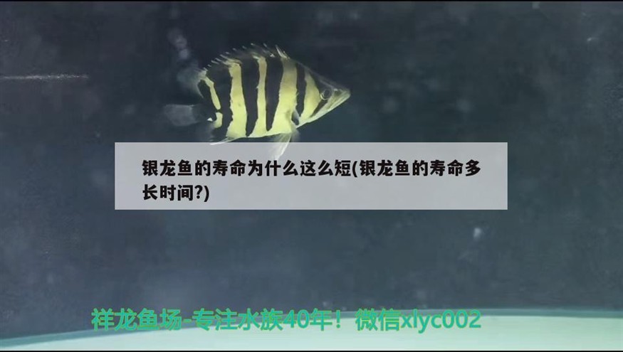 銀龍魚的壽命為什么這么短(銀龍魚的壽命多長時間?) 銀龍魚的壽命為什么這么短(銀龍魚的壽命多長時間?) 銀龍魚百科