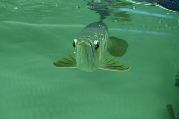 樂山市沙灣區(qū)珍草水族俱樂部（樂山市沙灣區(qū)珍草水族俱樂部地址） 樂山市沙灣區(qū)珍草水族俱樂部（樂山市沙灣區(qū)珍草水族俱樂部地址） 全國水族館企業(yè)名錄 第1張