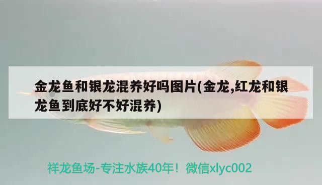 金龍魚和銀龍混養(yǎng)好嗎圖片(金龍,紅龍和銀龍魚到底好不好混養(yǎng))
