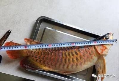 養龍魚喂什么食物成本低呢