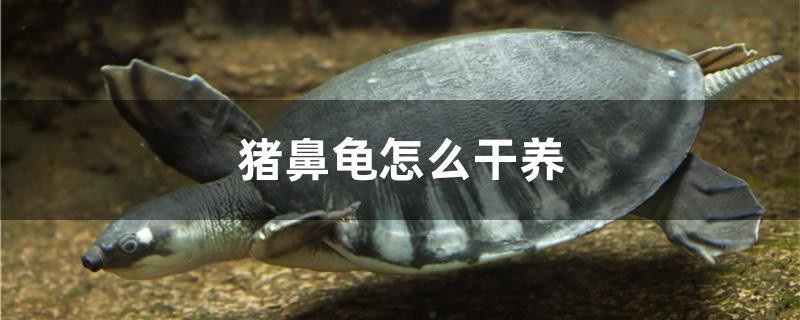 豬鼻龜怎么干養