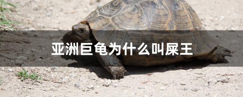 亞洲巨龜為什么叫屎王 亞洲巨龜為什么叫屎王 紅龍魚百科