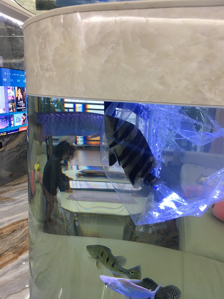 虎魚380元在本地水族買的