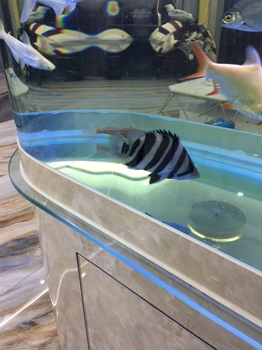 虎魚380元在本地水族買的