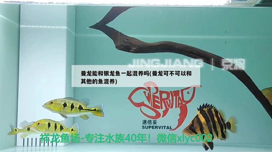 曼龍能和銀龍魚一起混養嗎(曼龍可不可以和其他的魚混養)