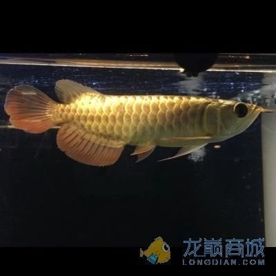 各種金龍魚的價格對比圖