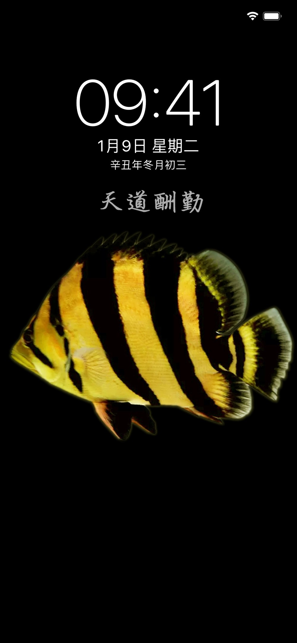 虎年發虎魚吉祥又如意 虎年發虎魚吉祥又如意 虎魚百科 第2張