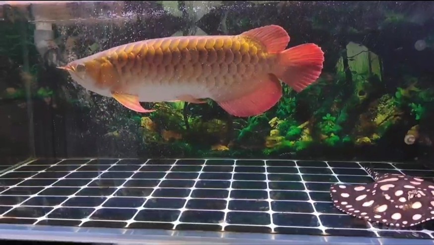 虎年發虎魚吉祥又如意 虎年發虎魚吉祥又如意 虎魚百科 第3張