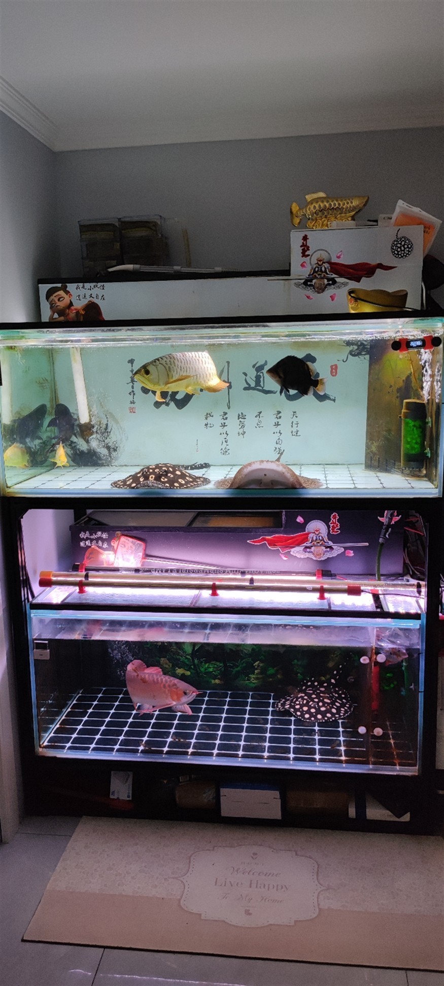 虎年發虎魚吉祥又如意 虎年發虎魚吉祥又如意 虎魚百科 第4張