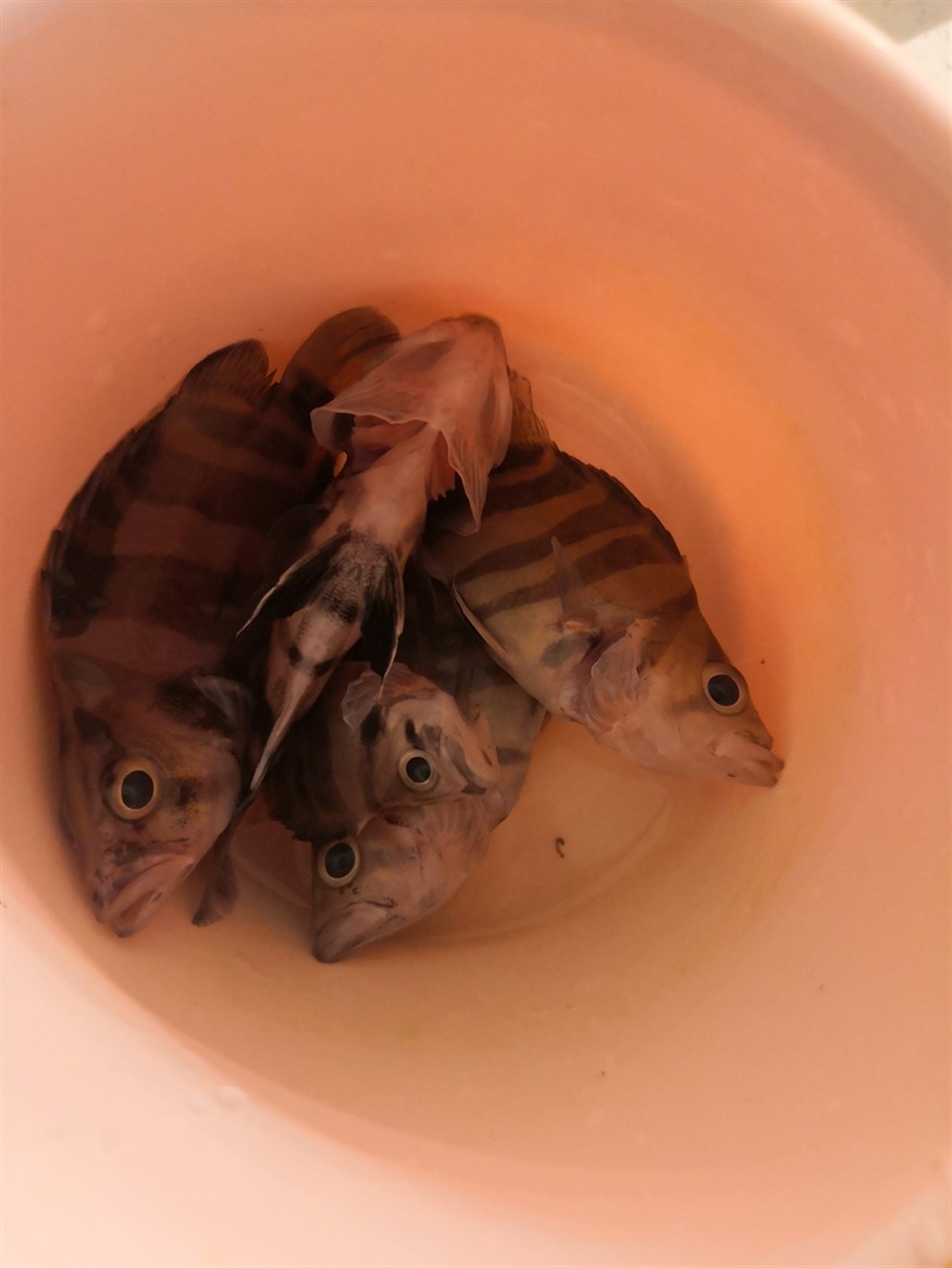 虎魚缺氧全部陣亡