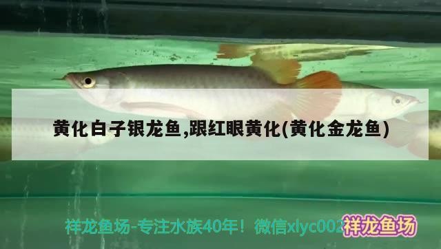 黃化白子銀龍魚,跟紅眼黃化(黃化金龍魚) 黃化白子銀龍魚,跟紅眼黃化(黃化金龍魚) 銀龍魚百科