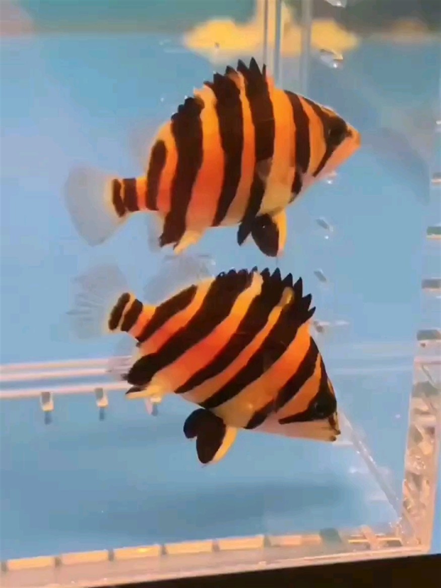 印尼蘇門答臘四紋虎魚 包肚圍脖 完美