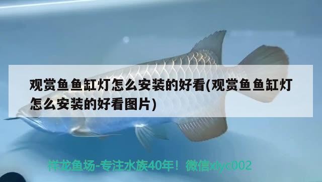 印尼蘇門答臘四紋虎魚 包肚圍脖 完美