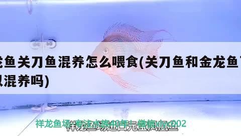 印尼蘇門答臘四紋虎魚 包肚圍脖 完美