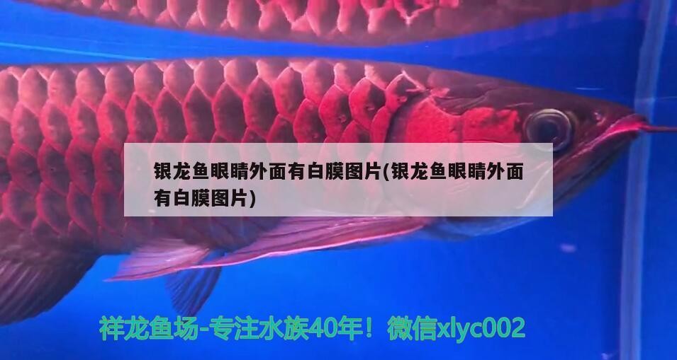 銀龍魚眼睛外面有白膜圖片(銀龍魚眼睛外面有白膜圖片) 銀龍魚眼睛外面有白膜圖片(銀龍魚眼睛外面有白膜圖片) 銀龍魚百科