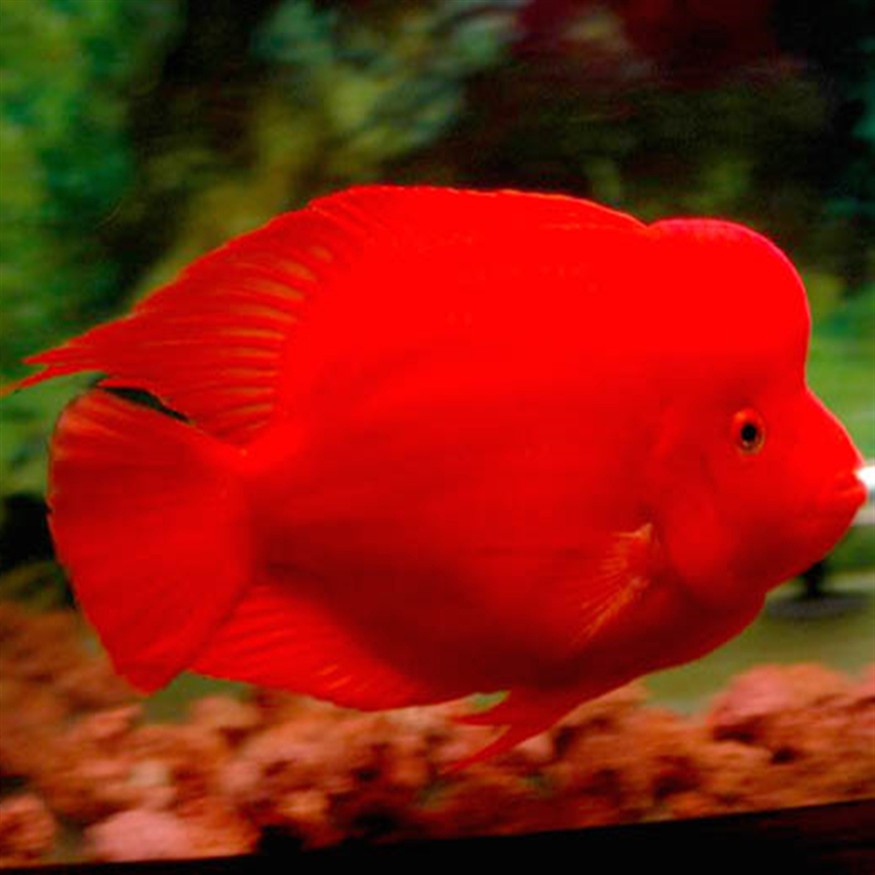 龍魚哪個品種最好 龍魚哪個品種最好 紅龍魚百科 第1張