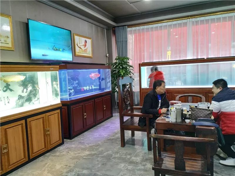 龍魚哪個品種最好 龍魚哪個品種最好 紅龍魚百科 第3張