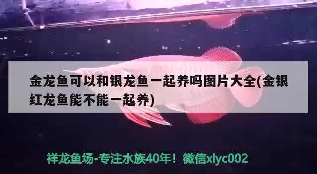 金龍魚可以和銀龍魚一起養嗎圖片大全(金銀紅龍魚能不能一起養) 金龍魚可以和銀龍魚一起養嗎圖片大全(金銀紅龍魚能不能一起養) 銀龍魚百科