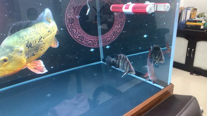 新來兩個(gè)小虎魚