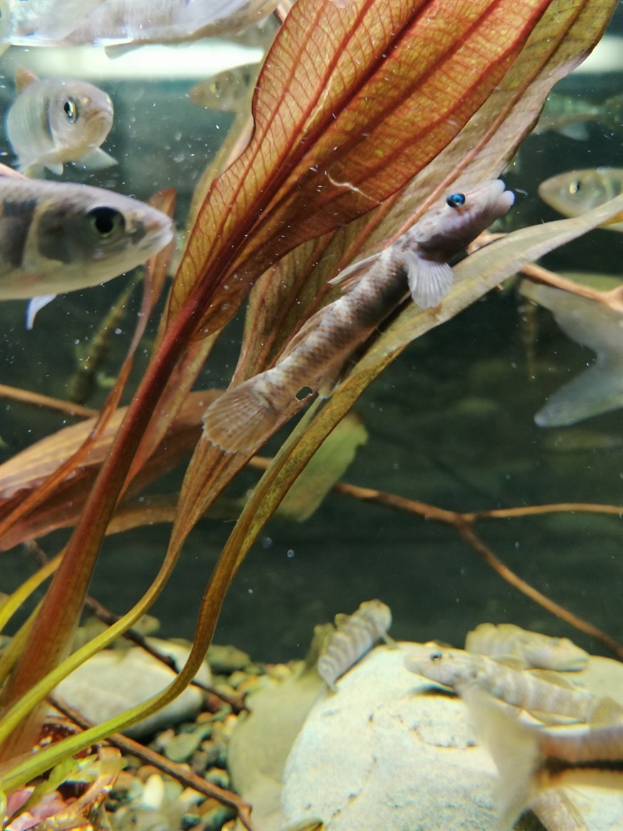 蝦虎魚 蝦虎魚 虎魚百科 第1張