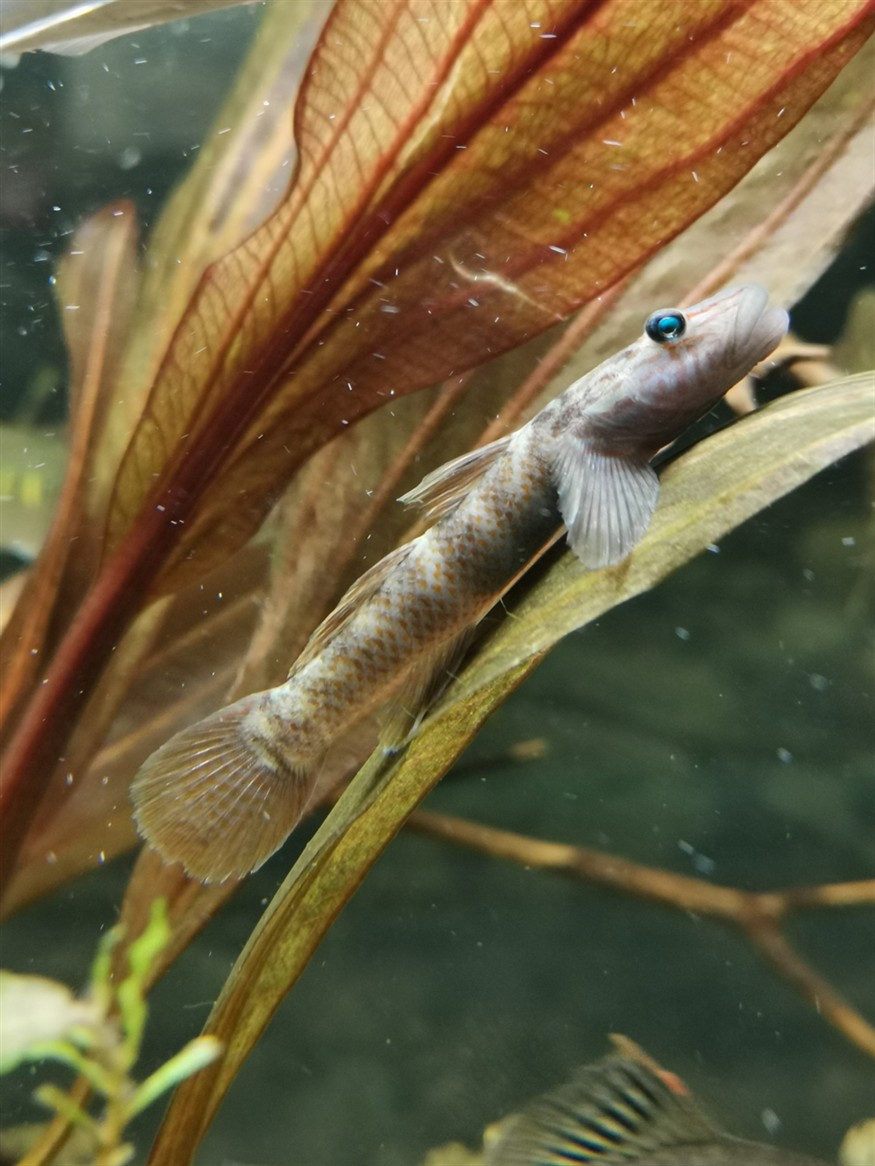 蝦虎魚 蝦虎魚 虎魚百科 第2張