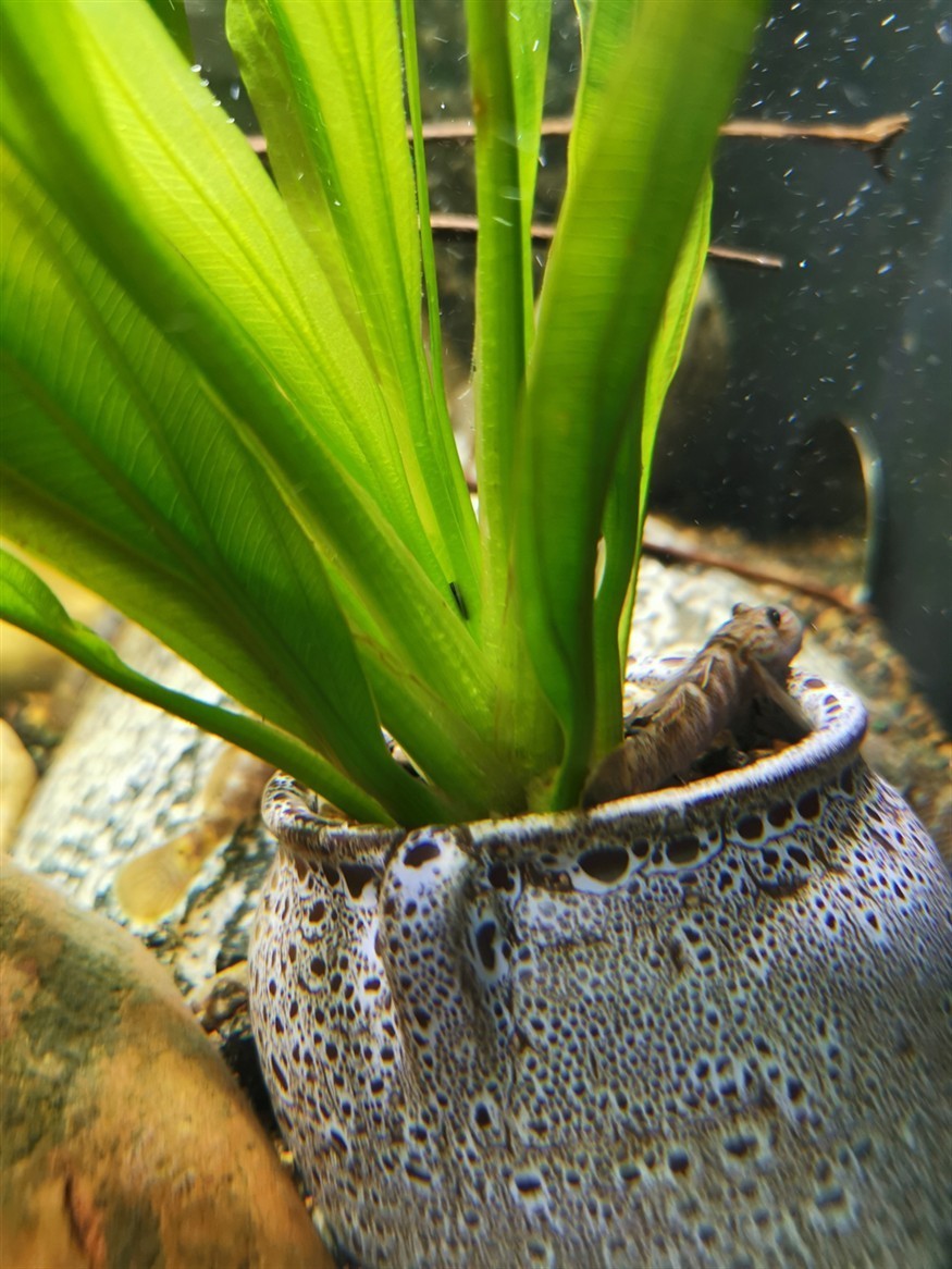 蝦虎魚 蝦虎魚 虎魚百科 第3張