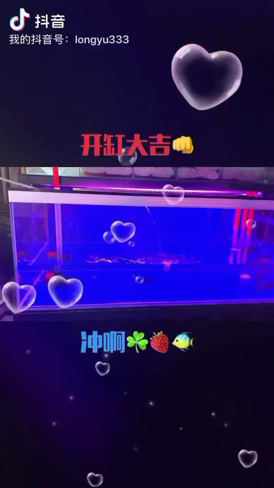 開缸一小時后進(jìn)虎魚鳳魚闖缸 開缸一小時后進(jìn)虎魚鳳魚闖缸 虎魚百科