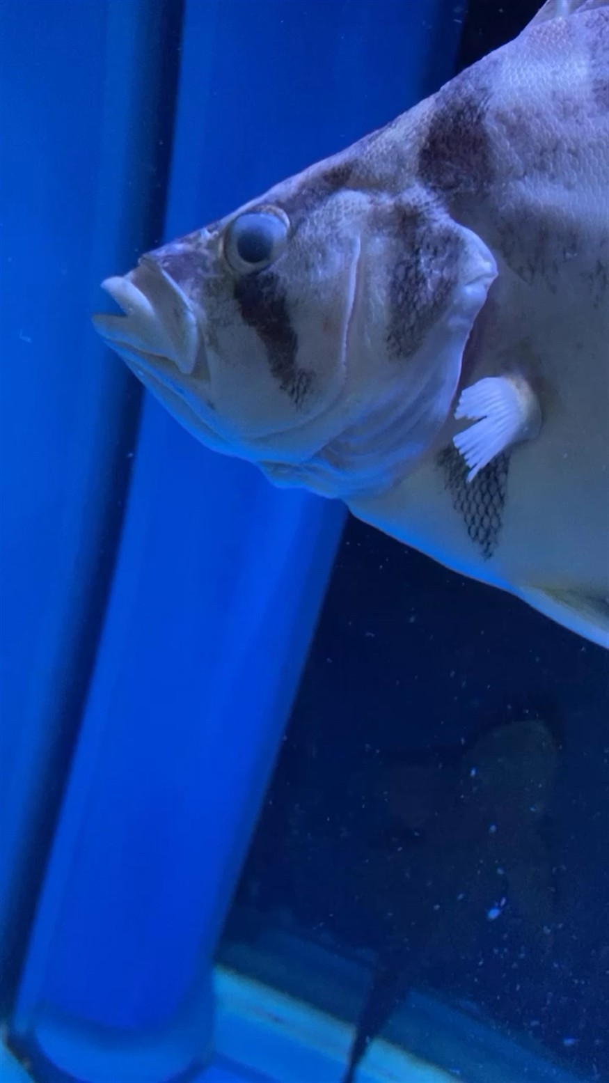 虎魚一路走好