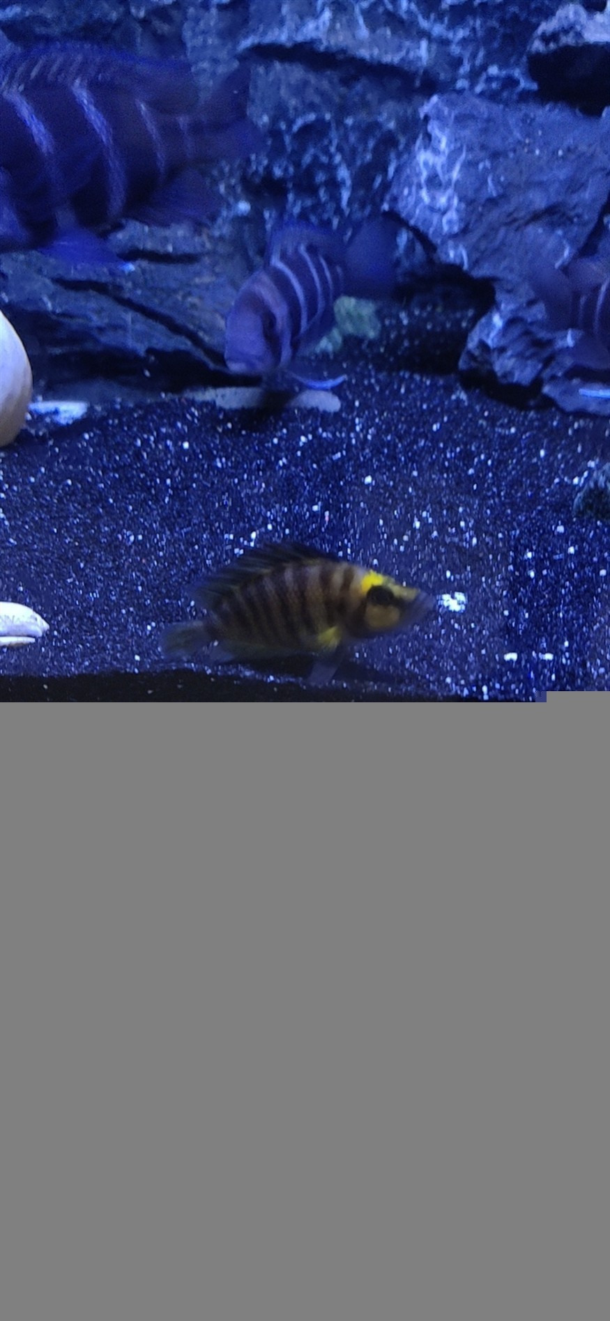 請教大神虎魚連續(xù)掛的問題