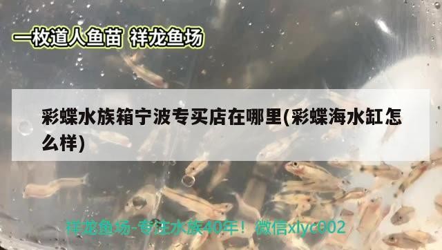 泰虎魚后看過來 虎魚百科 第3張 泰虎魚后看過來 泰虎魚后看過來 虎魚百科 第3張