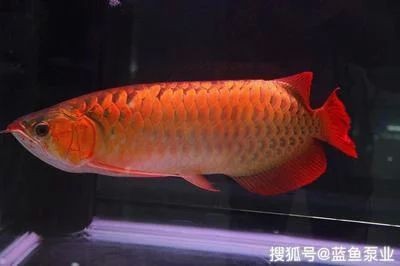 龍魚的飼養(yǎng)與觀賞作文三年級怎么寫的