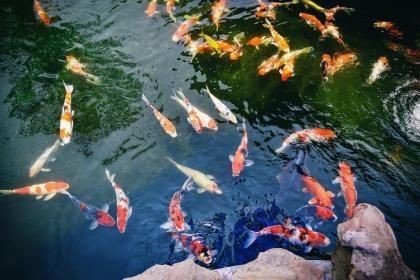 魚缸和魚可以送人嗎,如何挑選適合養魚的魚缸魚缸財運影響的科學解釋 魚缸百科 第4張 魚缸和魚可以送人嗎,如何挑選適合養魚的魚缸魚缸財運影響的科學解釋 魚缸和魚可以送人嗎,如何挑選適合養魚的魚缸魚缸財運影響的科學解釋 魚缸百科 第4張