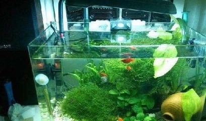 不同形狀的魚缸：風水學認為魚缸的形狀會影響到家中的氣場和運勢和運勢