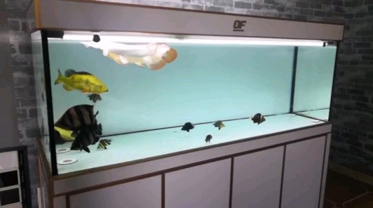 一缸人民幣虎魚圈
