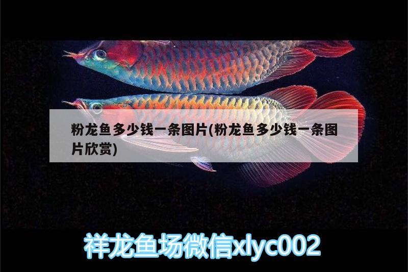 一缸人民幣虎魚圈