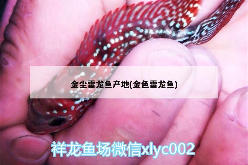 一缸人民幣虎魚圈
