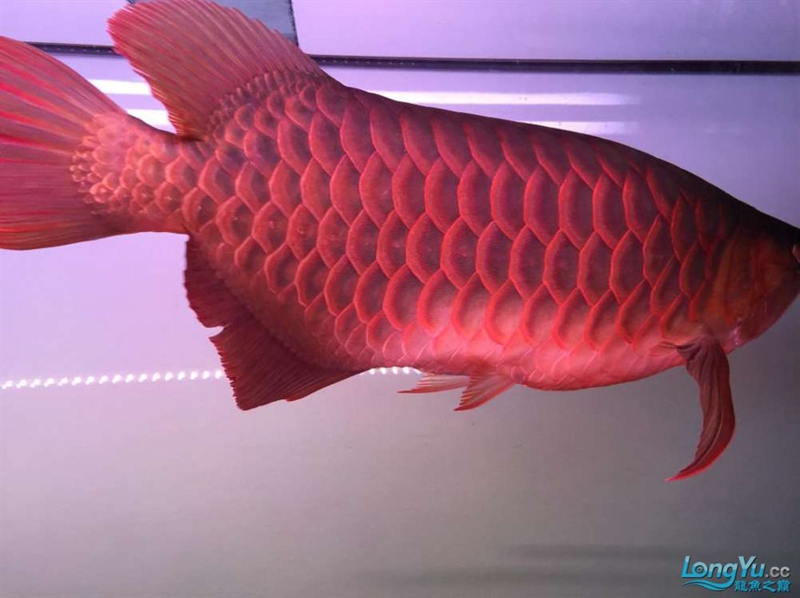 急出大紅龍和大虎魚