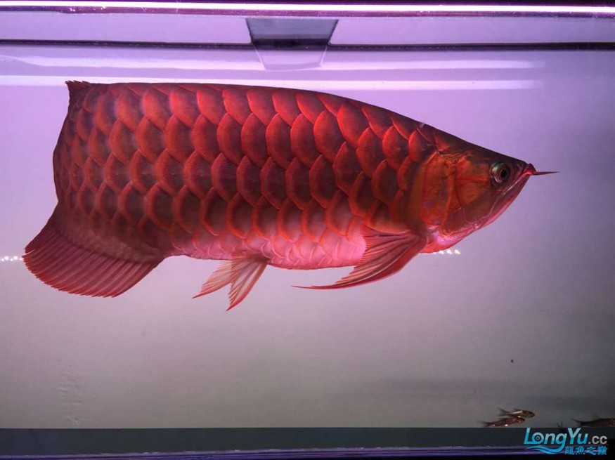 龍魚缸品牌創(chuàng)新技術介紹（龍魚缸品牌使用的創(chuàng)新技術是否包括了環(huán)保材料或節(jié)能特性？）
