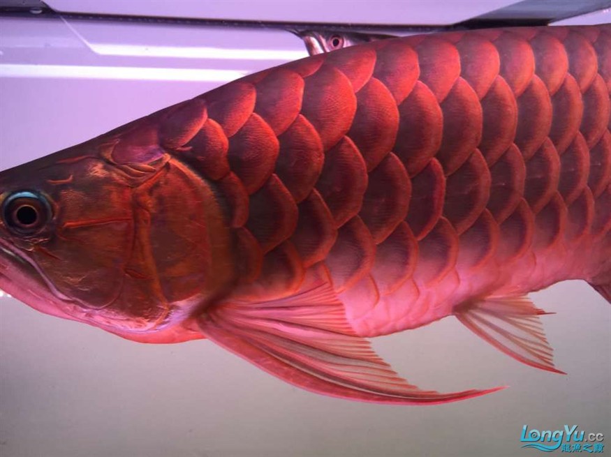 急出大紅龍和大虎魚