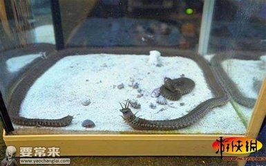 大魚缸漏水怎么修理：修理大魚缸漏水的方法
