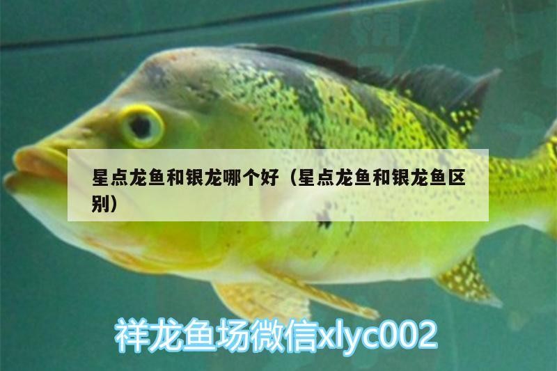星點龍魚和銀龍哪個好（星點龍魚和銀龍魚區別）