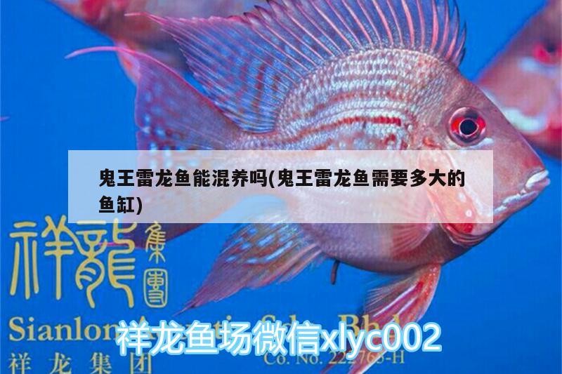 星點龍魚和銀龍哪個好（星點龍魚和銀龍魚區別）