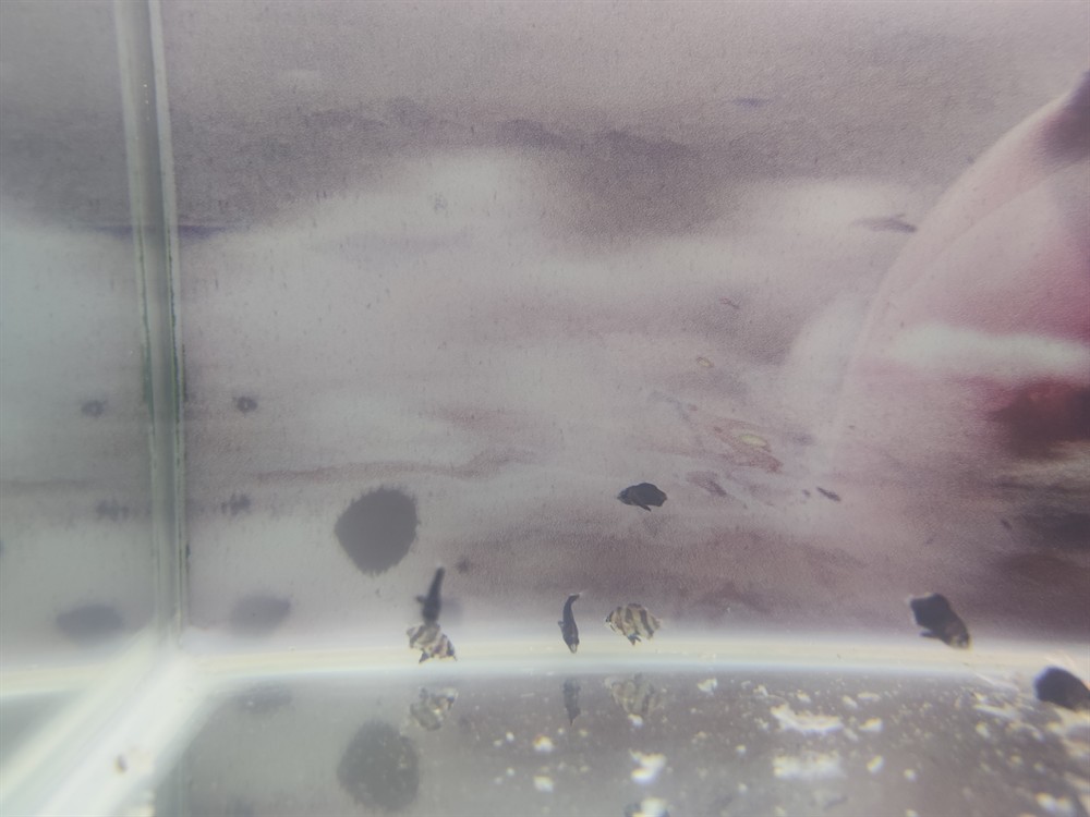 最近的虎魚苗是什么品種