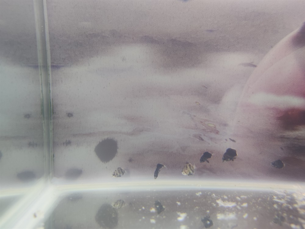 最近的虎魚苗是什么品種
