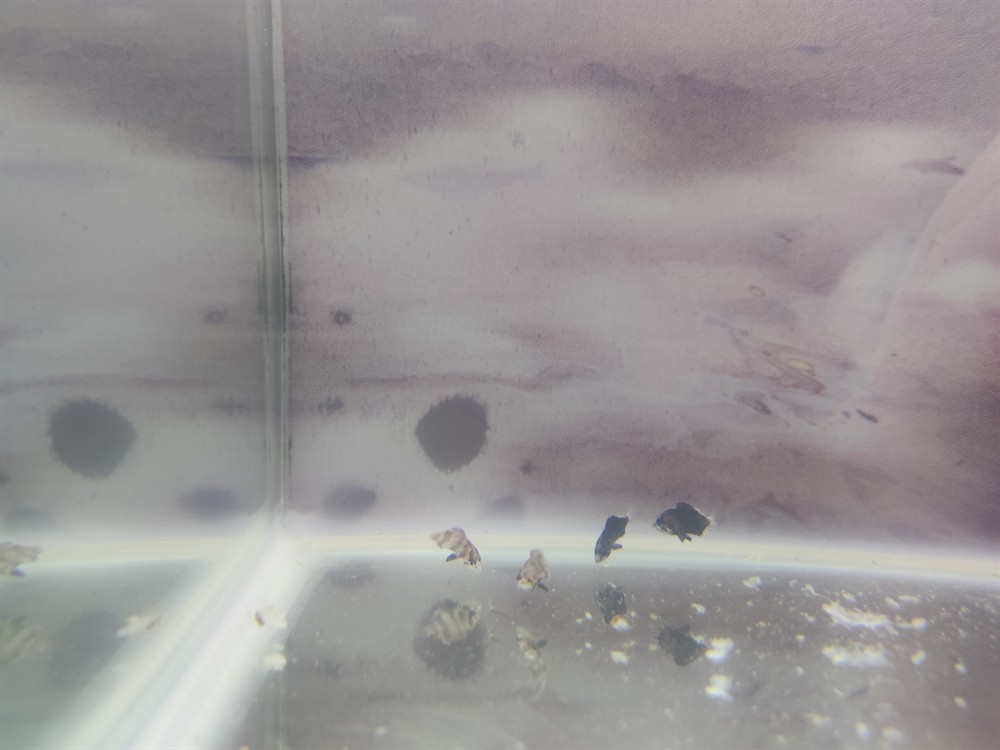 最近的虎魚苗是什么品種