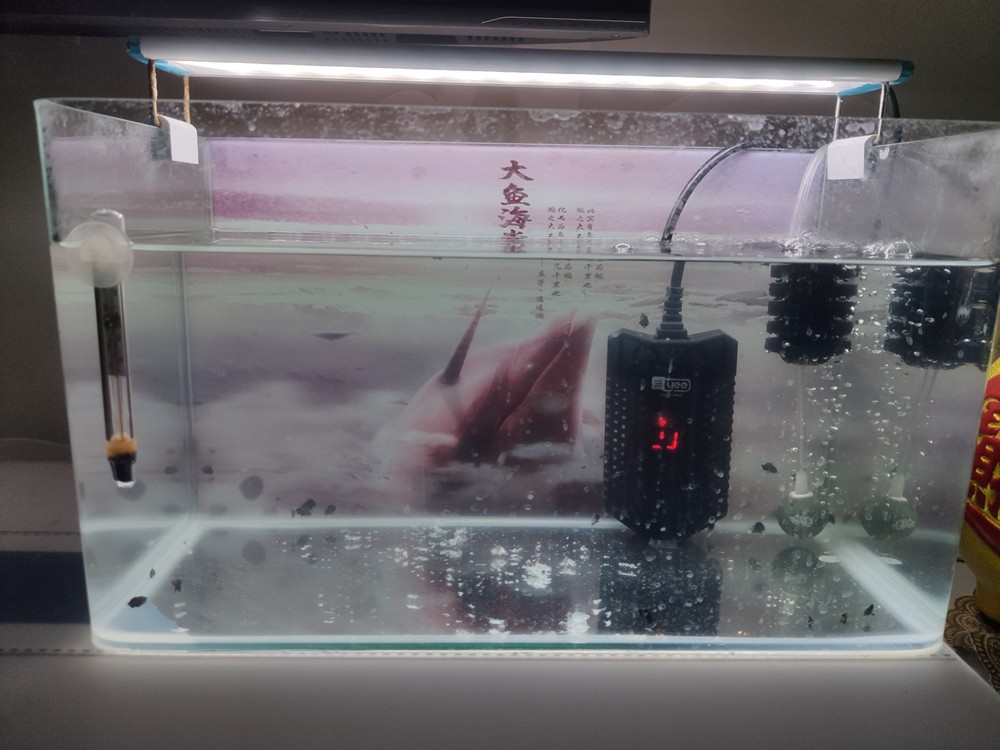 最近的虎魚苗是什么品種