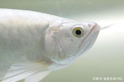 龍魚介紹，魚類活化石——龍魚