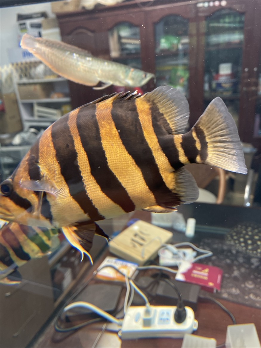 虎魚背上受傷后變紅